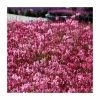 Gaura lindheimeri 'Gaudi Rose' | 3L Pot -Eventual Sales Store PL9239184 main image 01d8