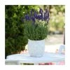 Lavandula 'Blue Spear' | 2L Pot -Eventual Sales Store PL9239188 main image b876