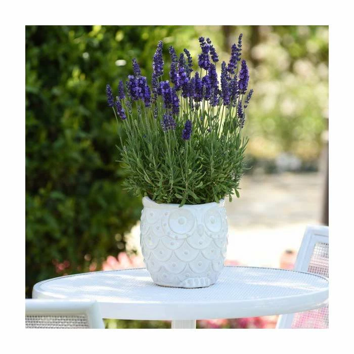 Lavandula 'Blue Spear' | 2L Pot 3 Lavandula 'Blue Spear' | 2L Pot