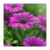 Osteospermum 'Tresco Purple' | 3L Pot 2 Osteospermum 'Tresco Purple' | 3L Pot -Eventual Sales Store PL9239191 main image a0fd