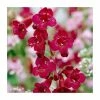 Penstemon 'Quartz Red' | 3L Pot -Eventual Sales Store PL9239192 main image d646