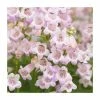 Penstemon 'Quartz Rose' | 3L Pot -Eventual Sales Store PL9239193 main image 0e78