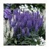 Salvia x sylvestris 'Blue Hill' | Blauhugel Sage | 2L Pot 1 Salvia x sylvestris 'Blue Hill' | Blauhugel Sage | 2L Pot -Eventual Sales Store PL9239194 main image 6dbf