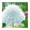 Scabiosa columbaria 'Flutter Pure White' | Dove Pincushion | 3L Pot 2 Scabiosa columbaria 'Flutter Pure White' | Dove Pincushion | 3L Pot -Eventual Sales Store PL9239196 main image ad88