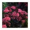 Sedum 'Mr Goodbud' | 3L Pot -Eventual Sales Store PL9239197 main image c28b