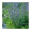 Nepeta | 9cm Pot -Eventual Sales Store PL925333 main image a201