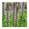 Acanthus hungaricus 'White Lips' | 3L Pot -Eventual Sales Store PL925700 main image 25fb