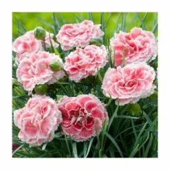Dianthus Scented 'Coral Reef' | 2L Pot