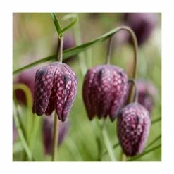 Fritillaria meleagris | 10.5cm Pot