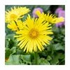 Doronicum 'Little Leo' | 13cm Pot 1 Doronicum 'Little Leo' | 13cm Pot -Eventual Sales Store PL925727 main image b8f0