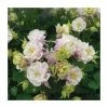 Granny's Bonnet | Aquilegia 'Winky Rose' | 10.5cm Pot -Eventual Sales Store PL925728 main image a854