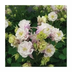Granny's Bonnet | Aquilegia 'Winky Rose' | 10.5cm Pot
