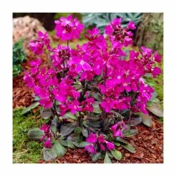 Rock Cress | Arabis blepharophylla | 10.5cm Pot