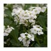 Mountain Rock Cress | Arabis caucasica 'Little Treasure' | 10.5cm Pot