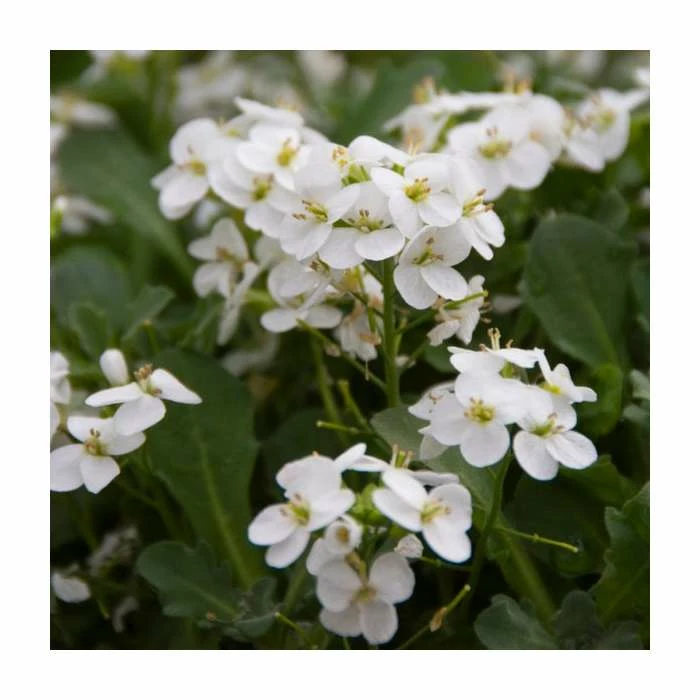 Mountain Rock Cress | Arabis caucasica 'Little Treasure' | 10.5cm Pot 3 Mountain Rock Cress | Arabis caucasica 'Little Treasure' | 10.5cm Pot
