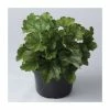 Heuchera 'Dales Strain' | 10.5cm Pot -Eventual Sales Store PL925736 main image d26a