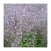 Calamintha nepeta 'Blue Cloud' | 10.5cm Pot 1 Calamintha nepeta 'Blue Cloud' | 10.5cm Pot -Eventual Sales Store PL925738 main image 424e