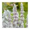 Lamb's Ear | Stachys byzantina | 10.5cm Pot -Eventual Sales Store PL925743 main image b0c4