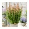 Agastache 'Mango Tango' | 3L Pot -Eventual Sales Store PL925744 main image 82da