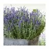 English Lavender | Lavender angustifolia 'Ardeche Blue' | 10.5cm Pot -Eventual Sales Store PL925758 main image 5c1f