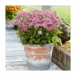 Achillea millefolium 'Milly Rock Rose' | 10.5cm Pot