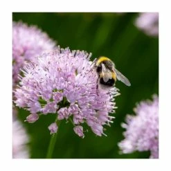 Allium 'Millenium' | 3L Pot