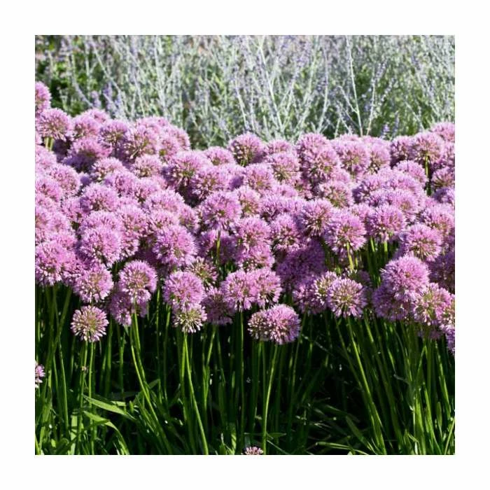 Allium 'Millenium' | 3L Pot 4 Allium 'Millenium' | 3L Pot - Image 2
