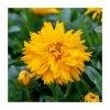 Coreopsis grandiflora 'Double The Sun' | 10.5cm Pot -Eventual Sales Store PL9875 main image 56e4