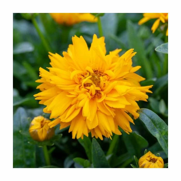 Coreopsis grandiflora 'Double The Sun' | 10.5cm Pot 3 Coreopsis grandiflora 'Double The Sun' | 10.5cm Pot