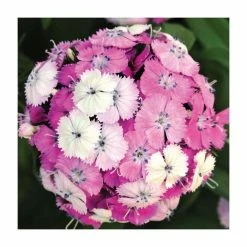 3 x Dianthus Plants | Dianthus Dash F1 Collection | 3 x 10.5cm Pots -Eventual Sales Store PL9887 add image 2 1e4a