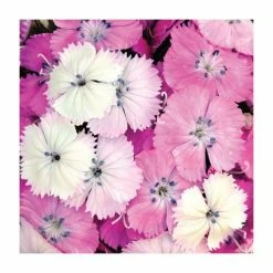 3 x Dianthus Plants | Dianthus Dash F1 Collection | 3 x 10.5cm Pots -Eventual Sales Store PL9887 add image 3 fe03