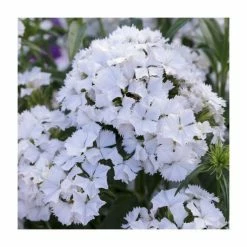 3 x Dianthus Plants | Dianthus Dash F1 Collection | 3 x 10.5cm Pots -Eventual Sales Store PL9887 add image 4 245e