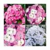 3 x Dianthus Plants | Dianthus Dash F1 Collection | 3 x 10.5cm Pots 2 3 x Dianthus Plants | Dianthus Dash F1 Collection | 3 x 10.5cm Pots -Eventual Sales Store PL9887 main image 9f1a