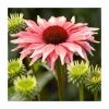 Echinacea 'Flamingo' | 3L Pot -Eventual Sales Store PL9894 main image c3d9