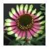 Echinacea 'Choco Green' | 13cm Pot 1 Echinacea 'Choco Green' | 13cm Pot -Eventual Sales Store PL9895 main image c5af