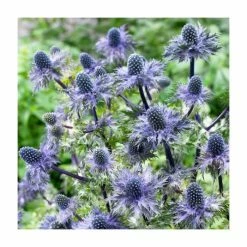 Eryngium 'Blue Hobbit' | 2L Pot -Eventual Sales Store PL9899 add image 1 2630