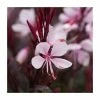 Gaura lindheimeri 'Gaudi Pink' | 10.5cm Pot