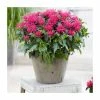 Monarda didyma 'Balmy Rose' | 10.5cm Pot -Eventual Sales Store PL9912 main image c795