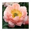 Peony 'Coral Charm' | Paeonia lactiflora | 2L Pot -Eventual Sales Store PL9914 main image 6397