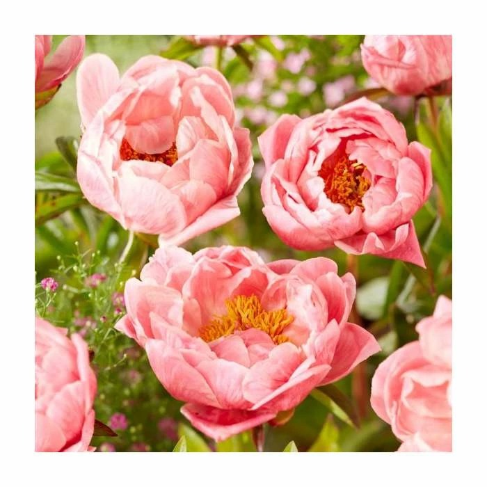Peony 'Coral Charm' | Paeonia lactiflora | 2L Pot 4 Peony 'Coral Charm' | Paeonia lactiflora | 2L Pot - Image 2