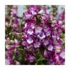 Penstemon 'Polaris Purple' | 2L Pot