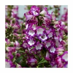 Penstemon 'Polaris Purple' | 2L Pot