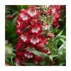 Penstemon 'Polaris Red' | 2L Pot -Eventual Sales Store PL9925 main image 3a74