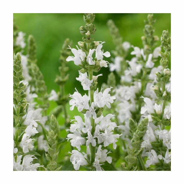 Salvia Sensation Collection | 3 x 10.5cm Pots 4 Salvia Sensation Collection | 3 x 10.5cm Pots - Image 2