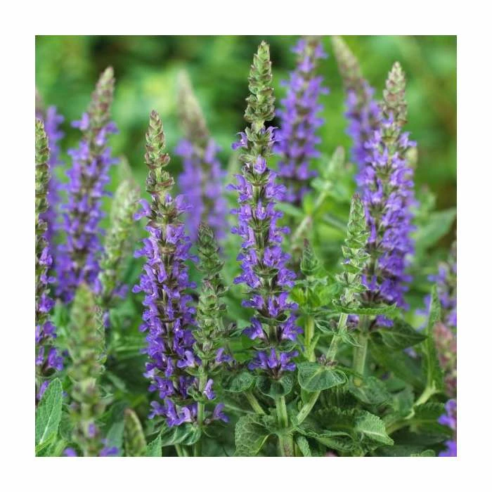 Salvia Sensation Collection | 3 x 10.5cm Pots 6 Salvia Sensation Collection | 3 x 10.5cm Pots - Image 4