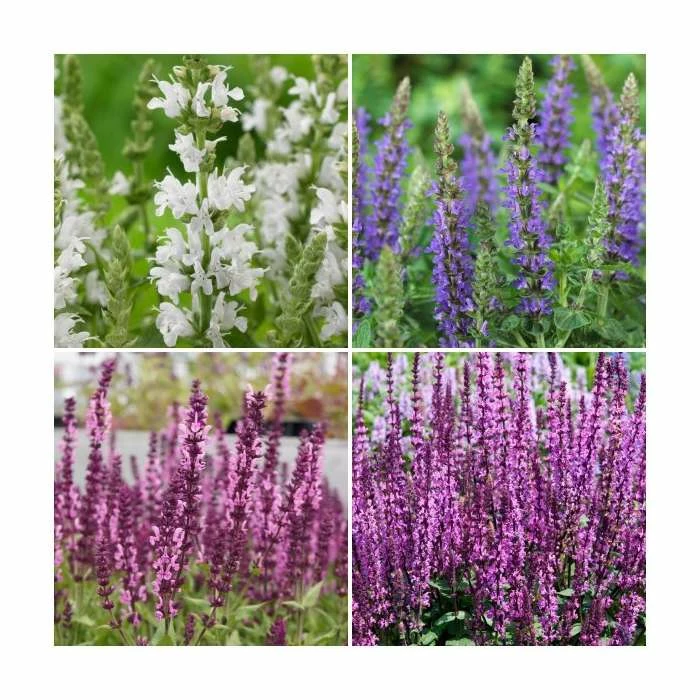 Salvia Sensation Collection | 3 x 10.5cm Pots 3 Salvia Sensation Collection | 3 x 10.5cm Pots