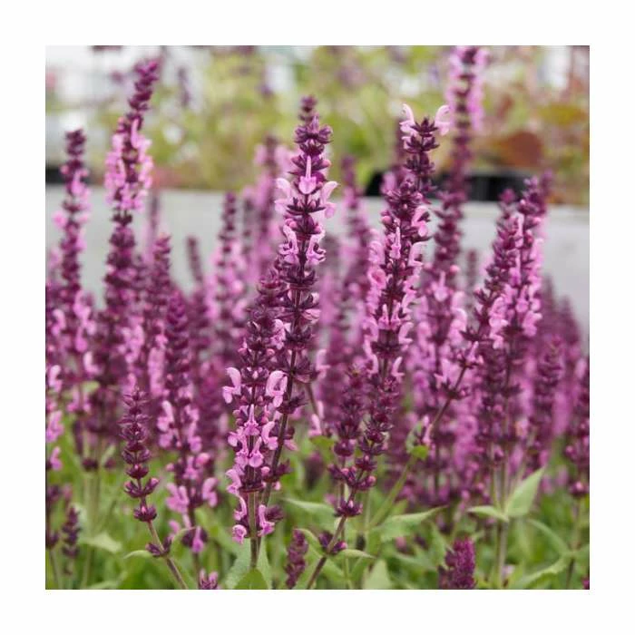 Salvia Sensation 'Deep Rose' | 2L Pot 3 Salvia Sensation 'Deep Rose' | 2L Pot