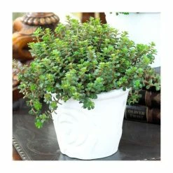 Sedum 'Chocolate Cherry' | 10.5cm Pot -Eventual Sales Store PL9956 add image 1 fece