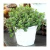 Sedum Makinoi | 10.5cm Pot -Eventual Sales Store PL9957 main image 7bb3
