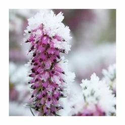 Heather | Erica x darleyensis 'Karmers Rote' | 10.5cm Pot